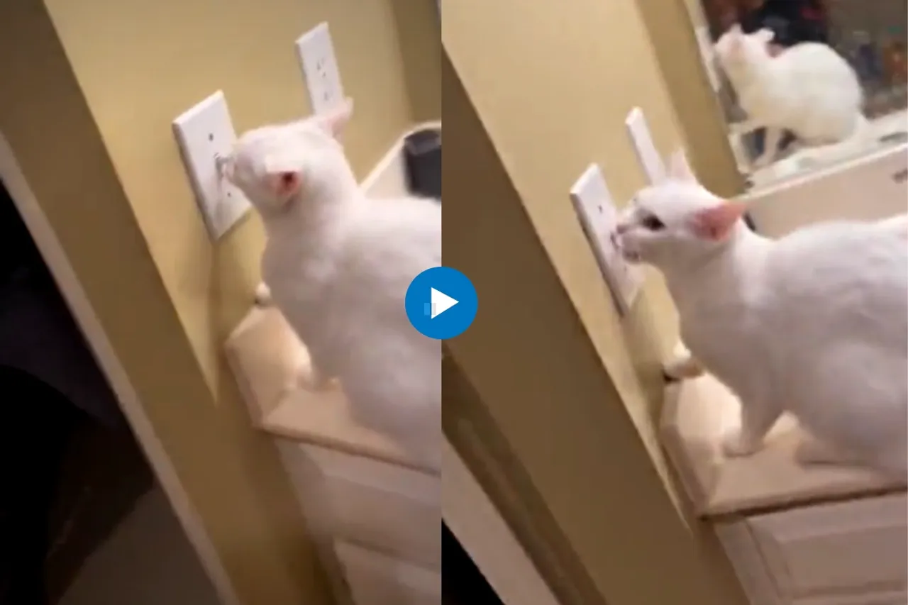 Viral Video