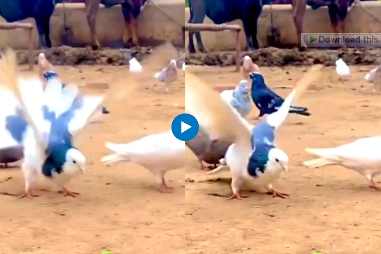 Viral Video