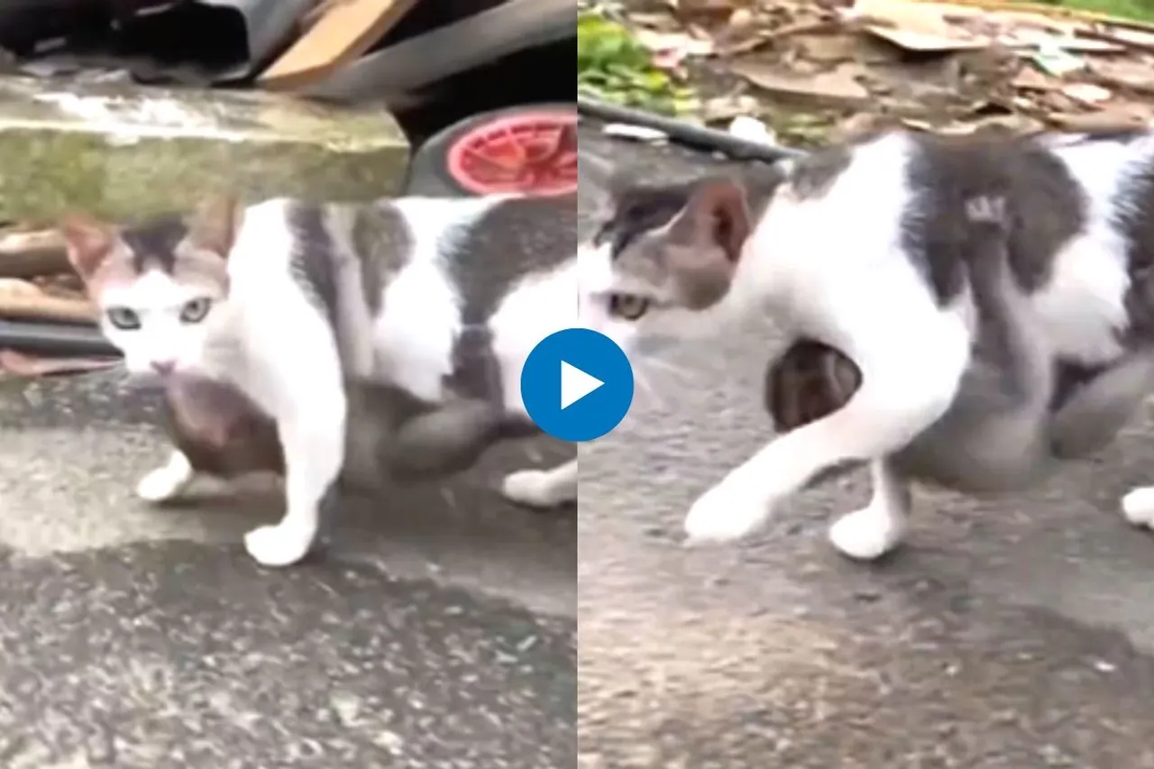 Viral Video