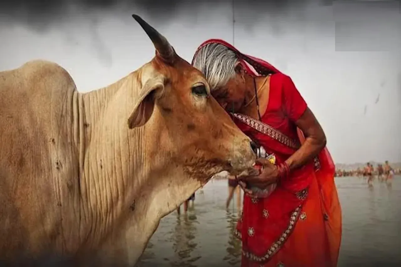 Cow hug day