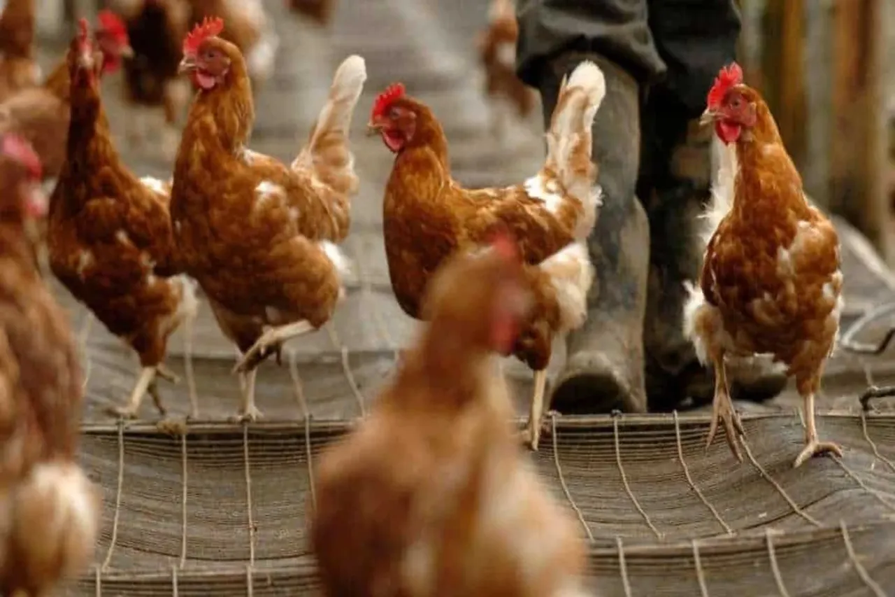 Bird flu