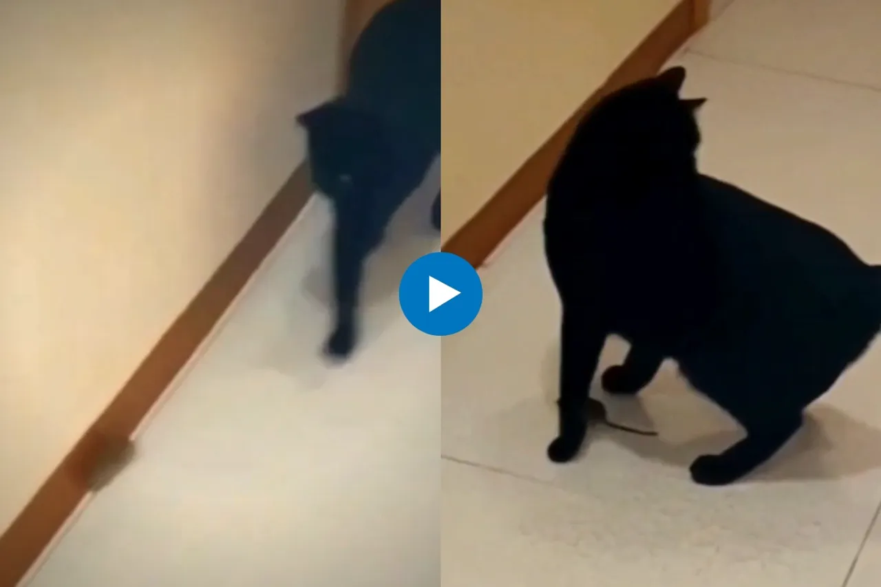 Viral Video
