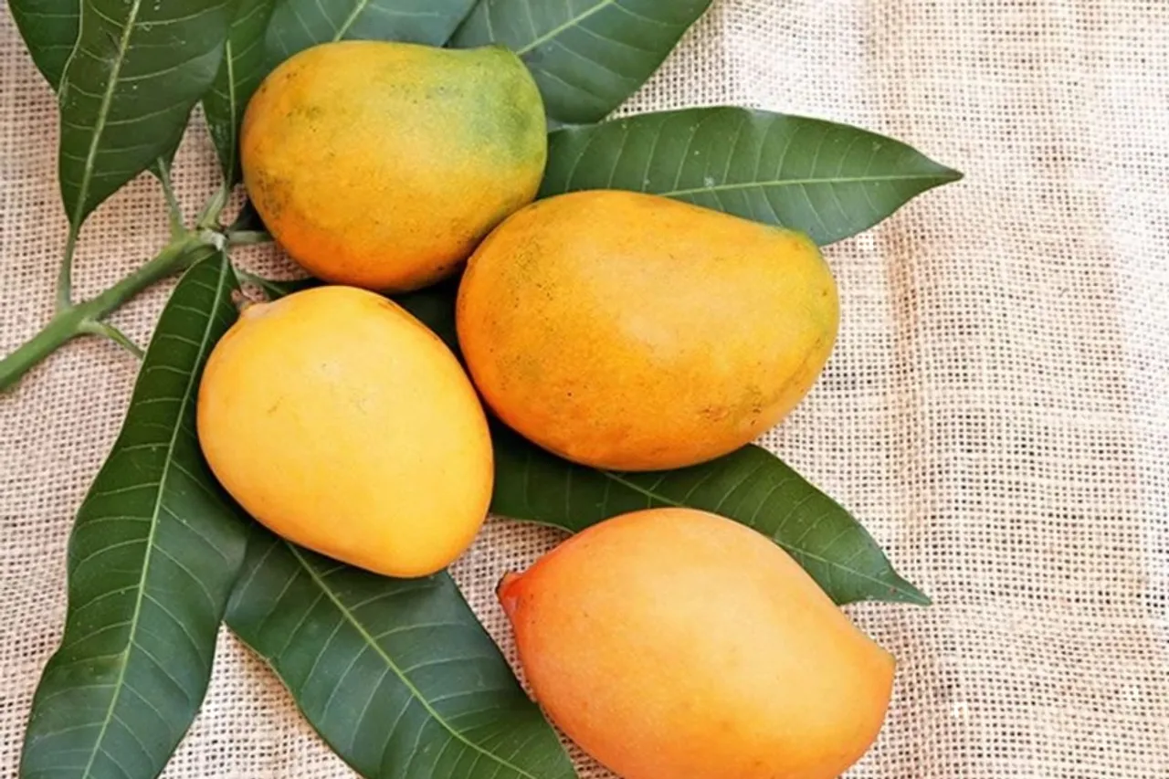 benefits of mango on the face