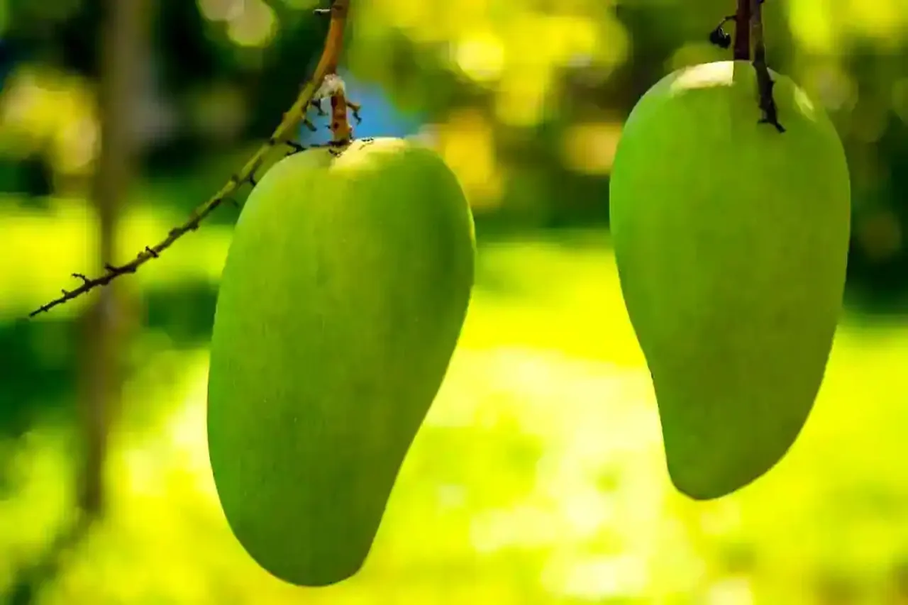 Langda mango