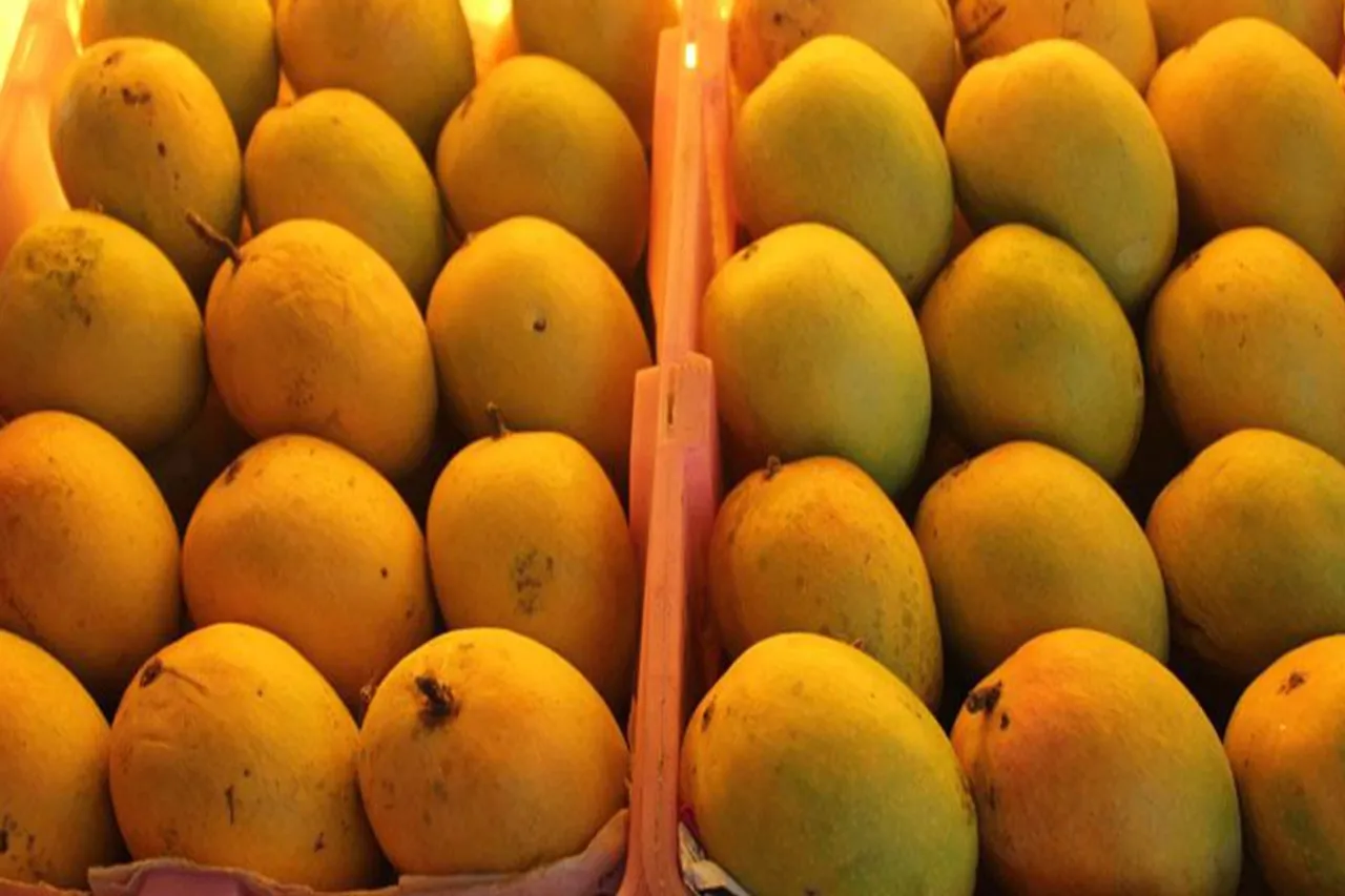 Alphonso mango