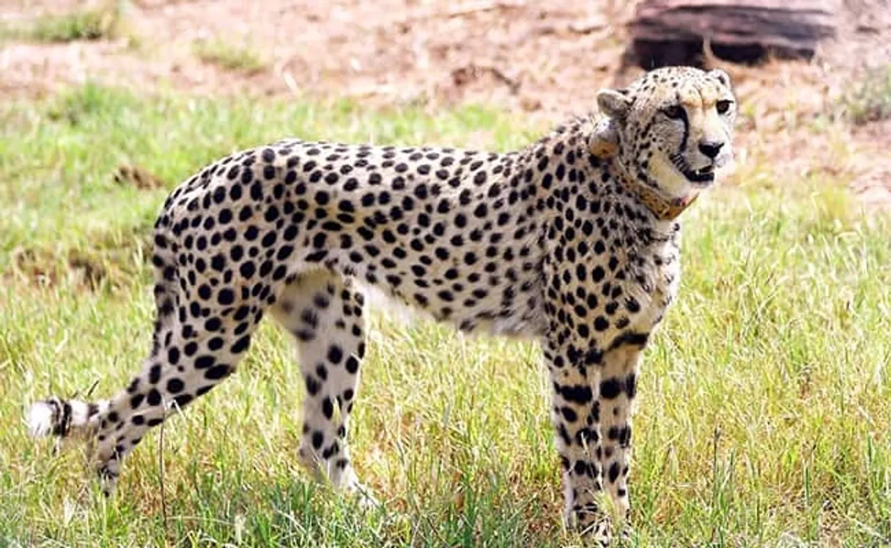 Cheetahs