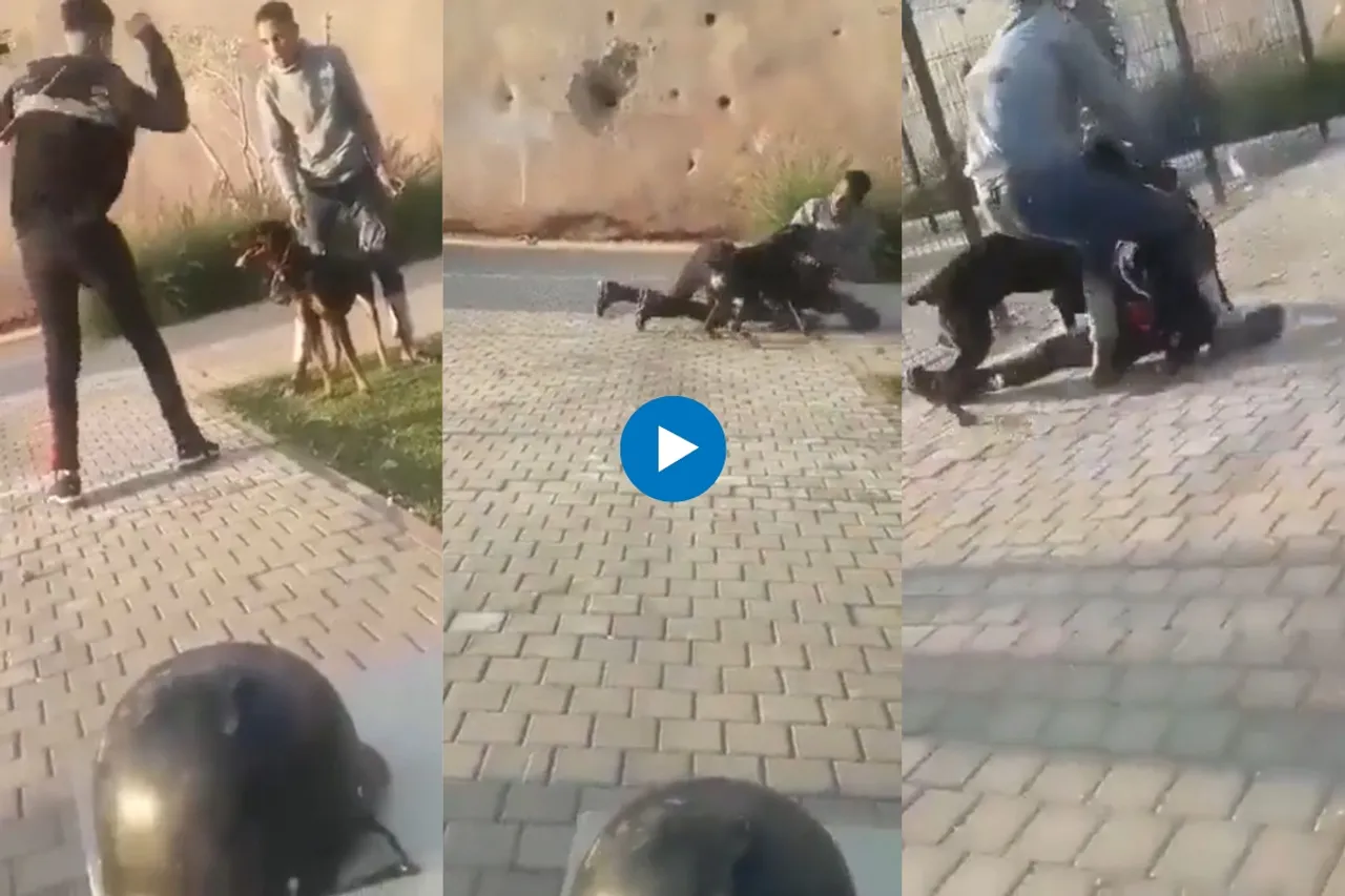 Viral animal video