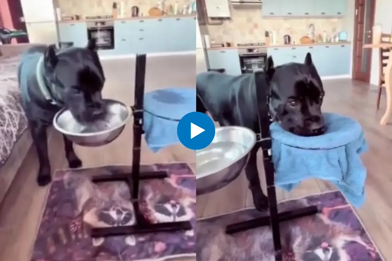 Viral video