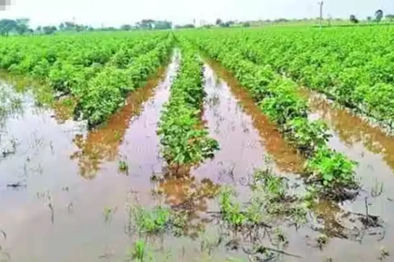 Punjab rainfall