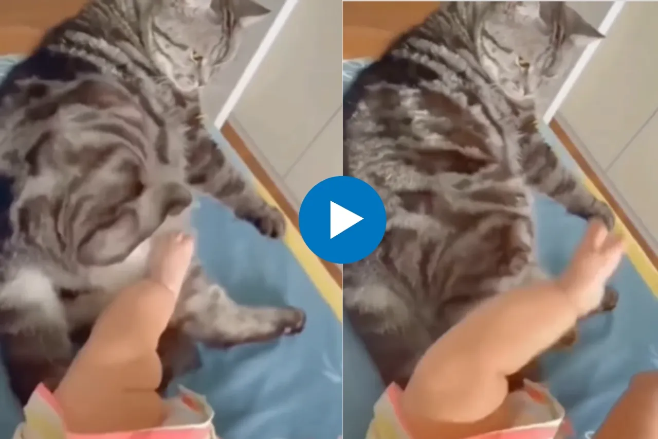 Viral Animal Video