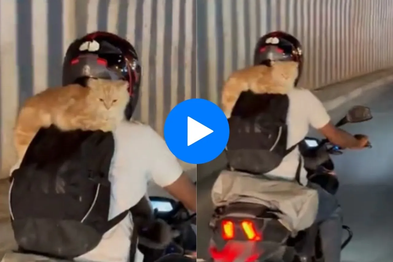 Animal viral video