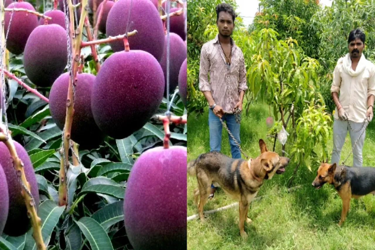 Madhya Pradesh News