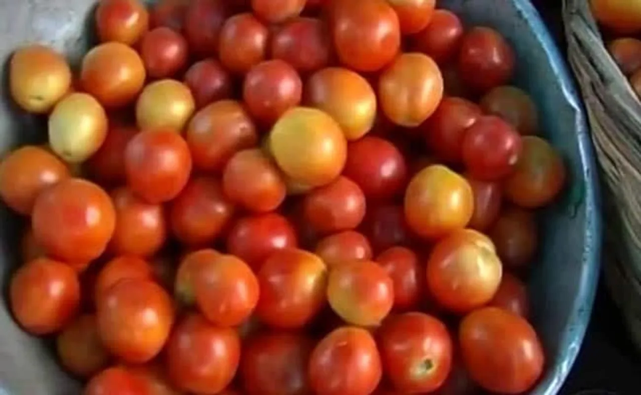 Tomato price
