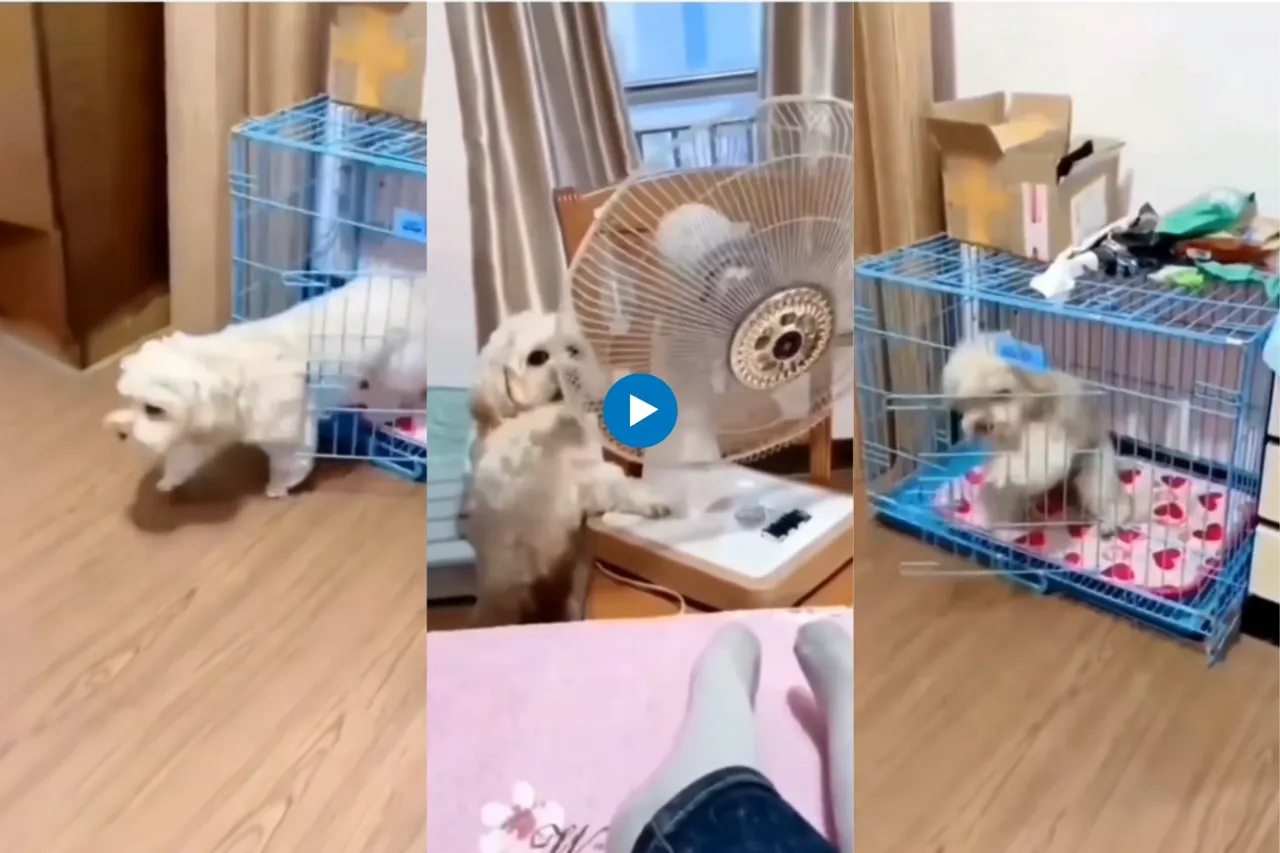 Viral video