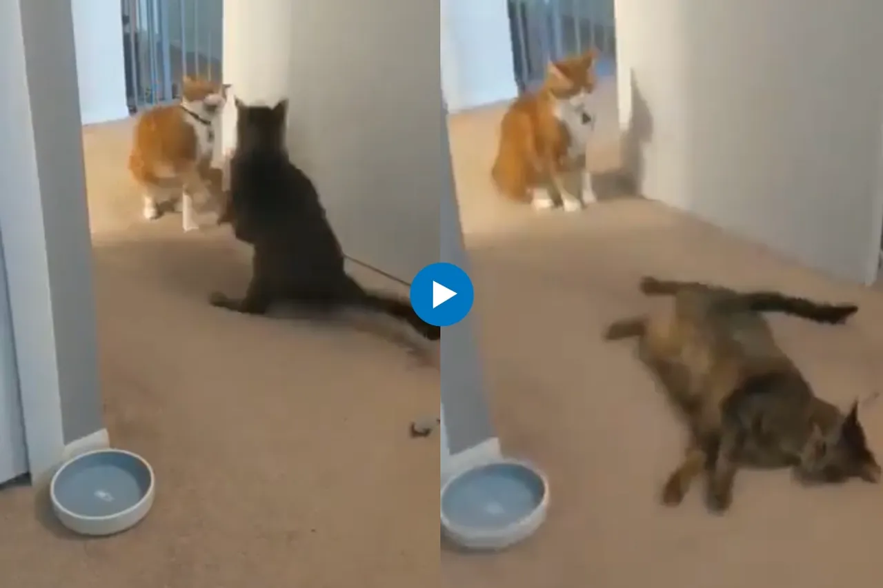Viral video