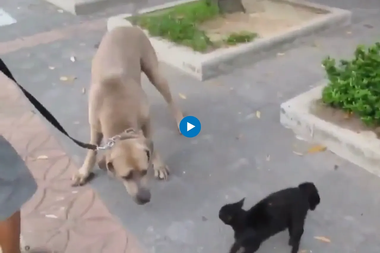 Viral video