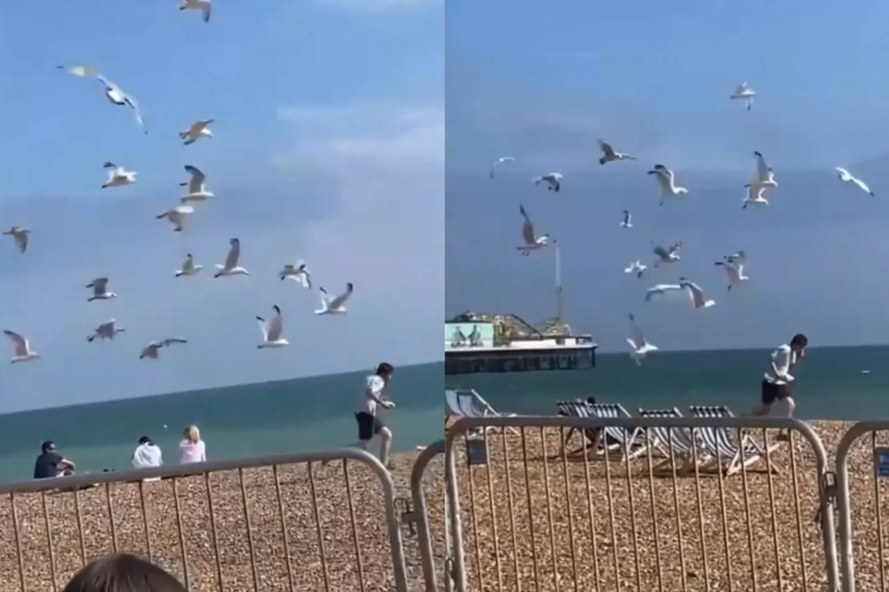 Animal viral video