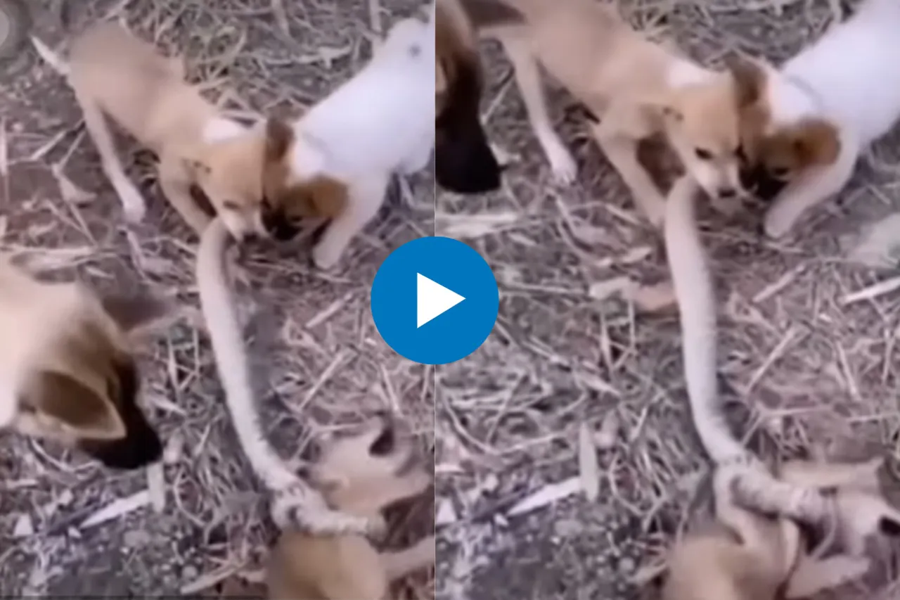 Viral Video