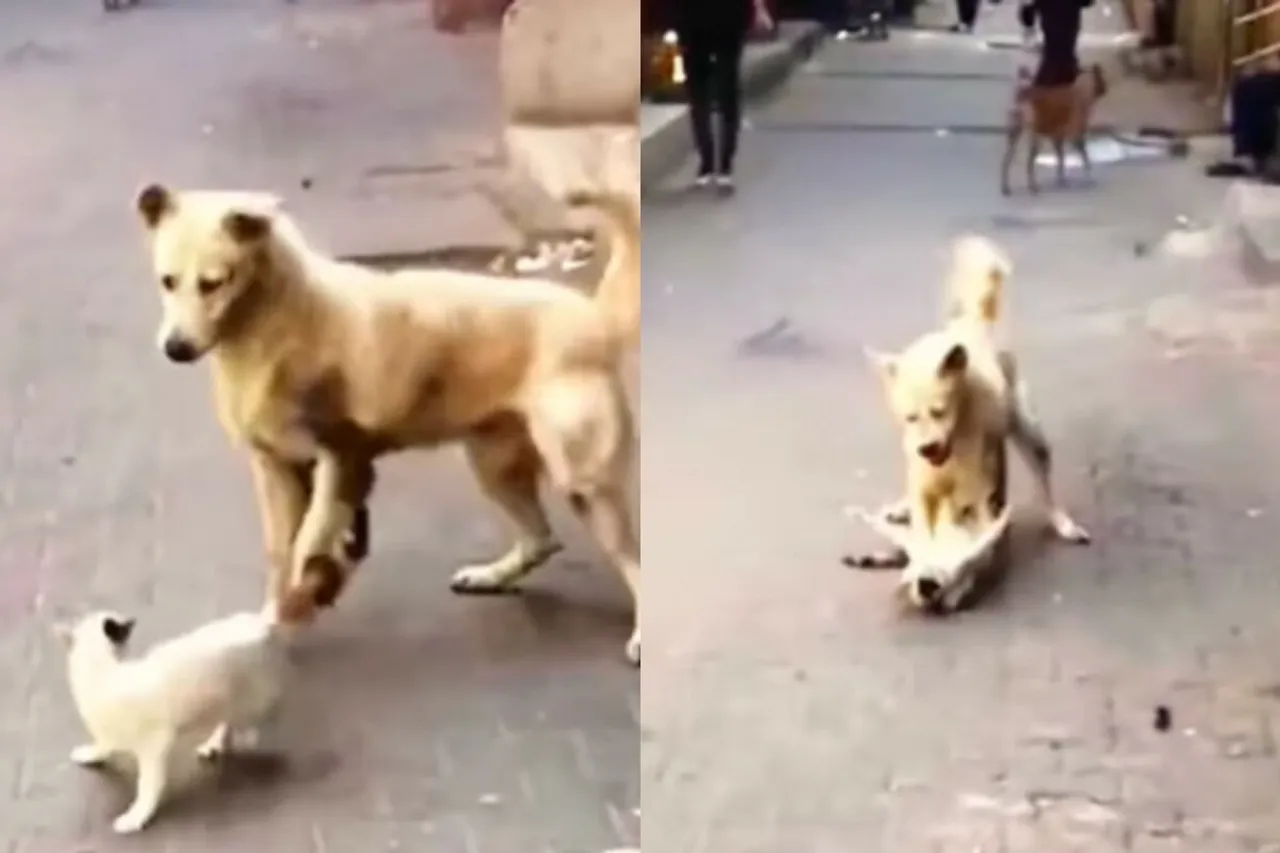 Viral Video