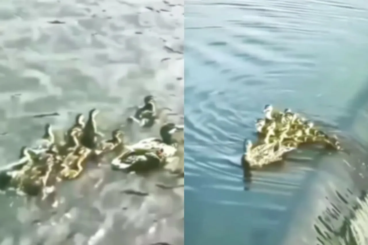 Animal Viral Video