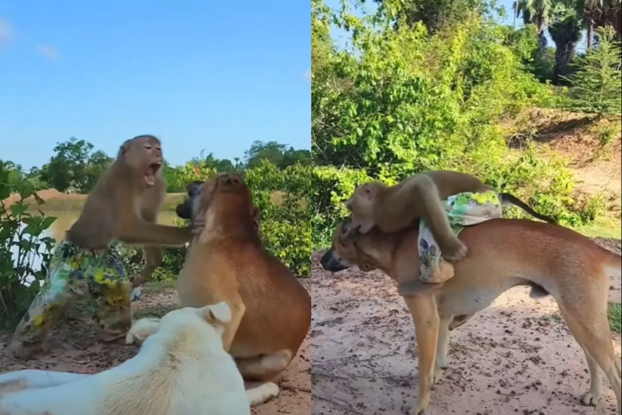 Viral Video