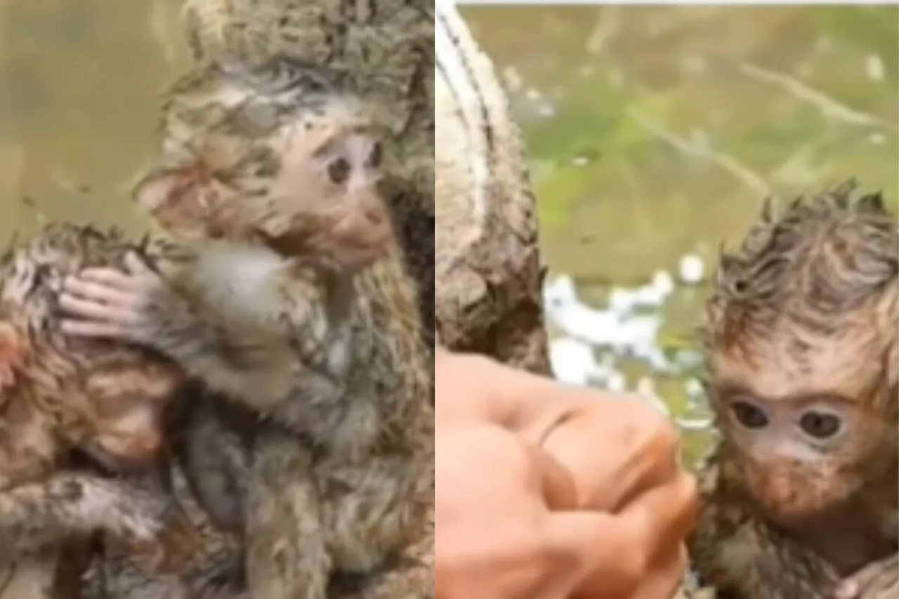 Animal Viral Video