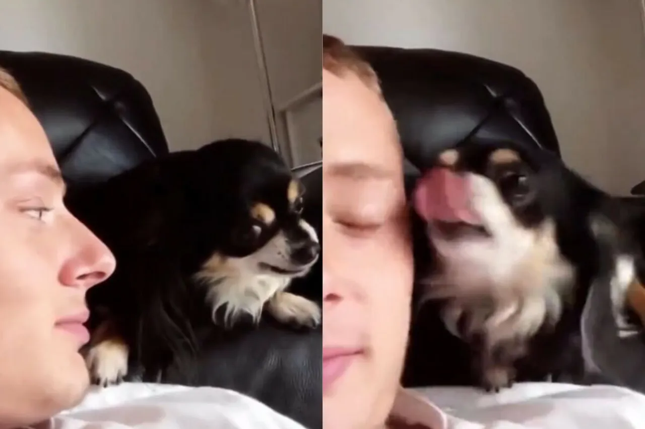 Animal viral video