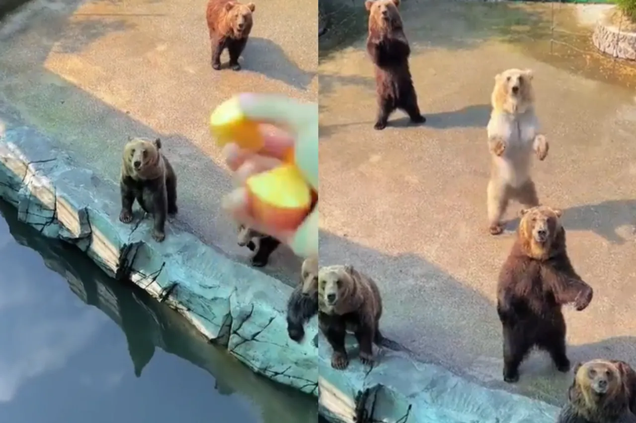 Animal viral video