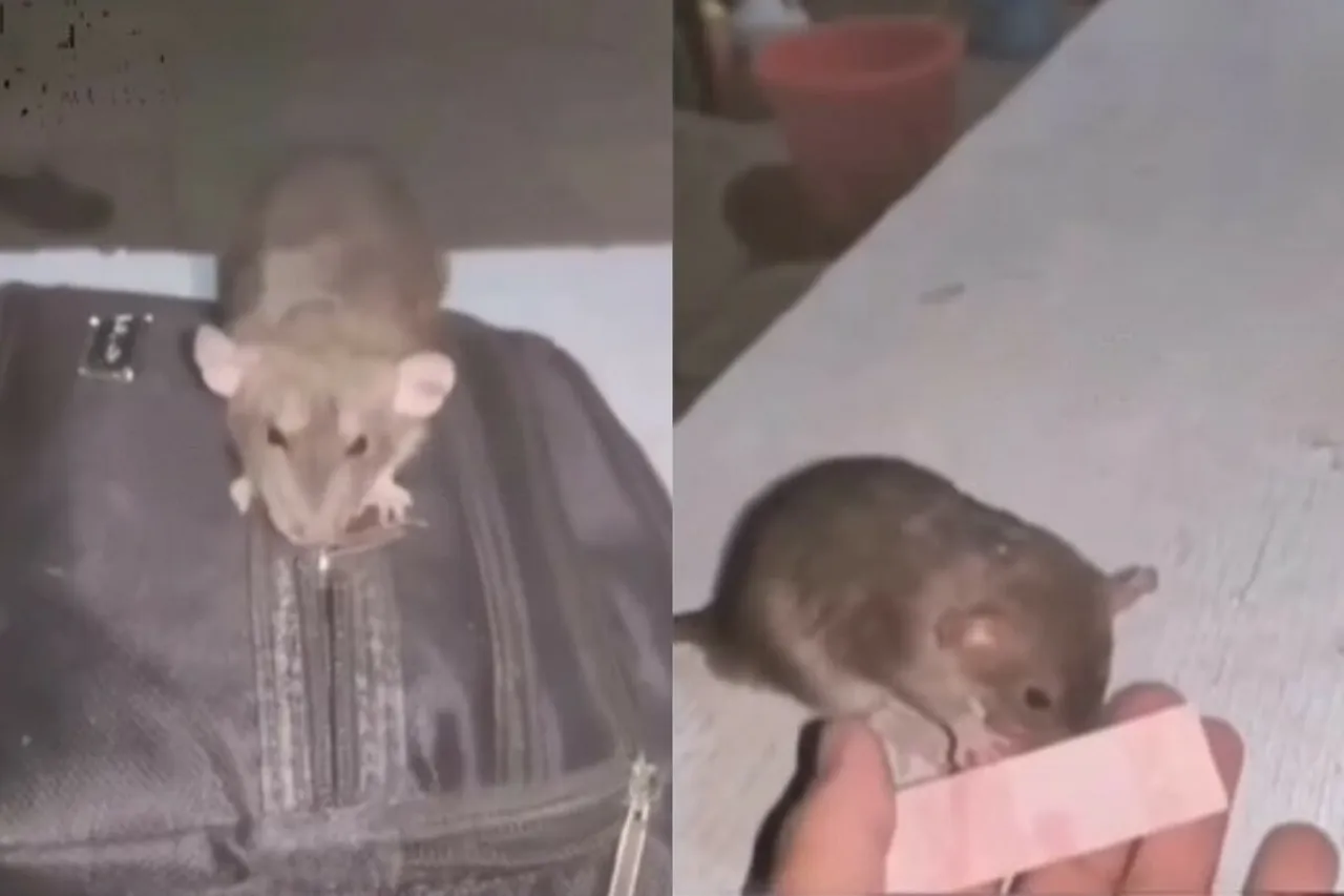Animal viral video