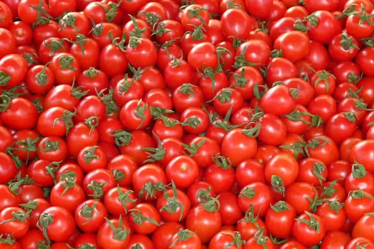 Tomato Price Hike