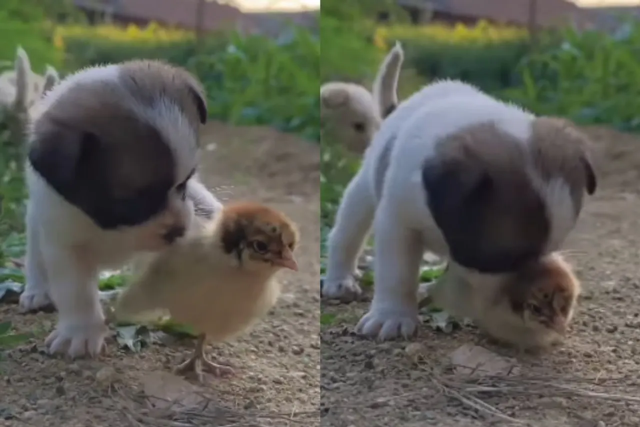 Viral Animal Video