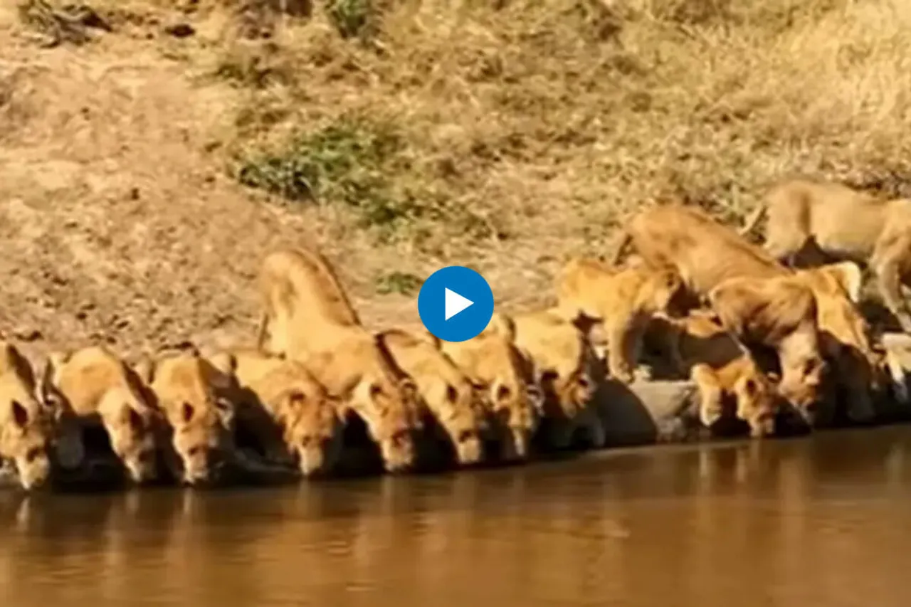 Viral video