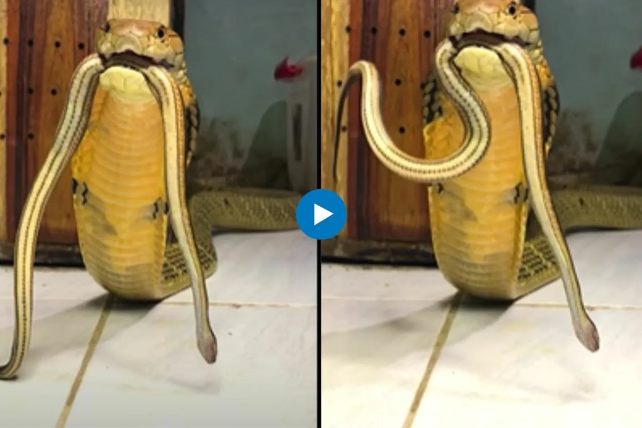 Viral Video