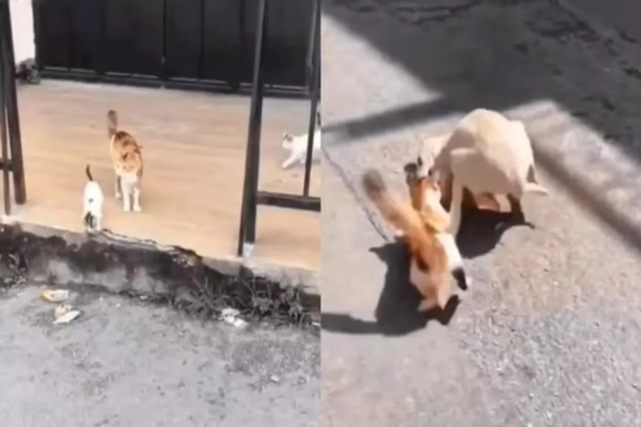 Viral Video