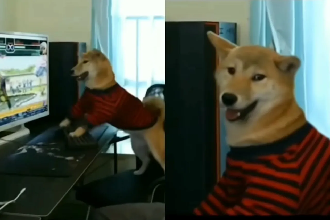 Animal viral video