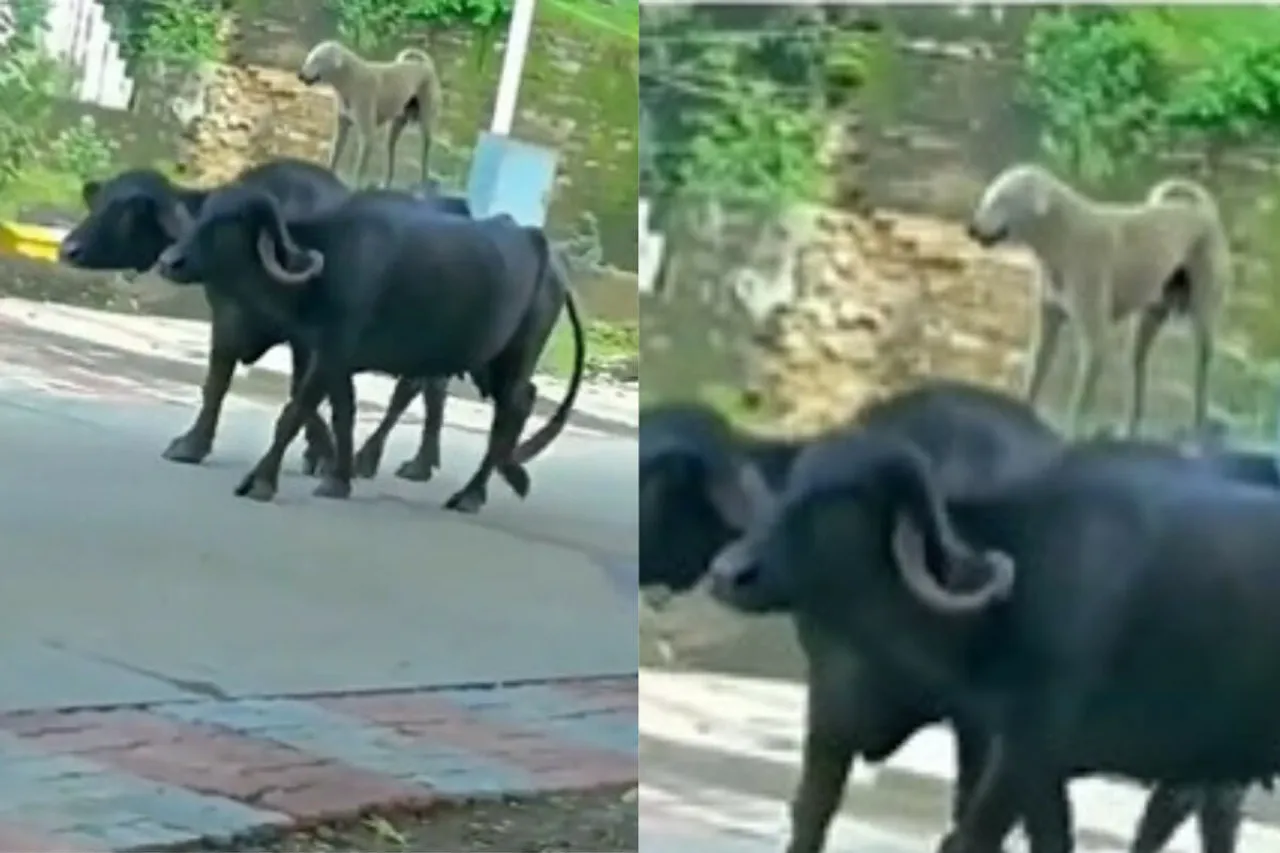 Animal viral video