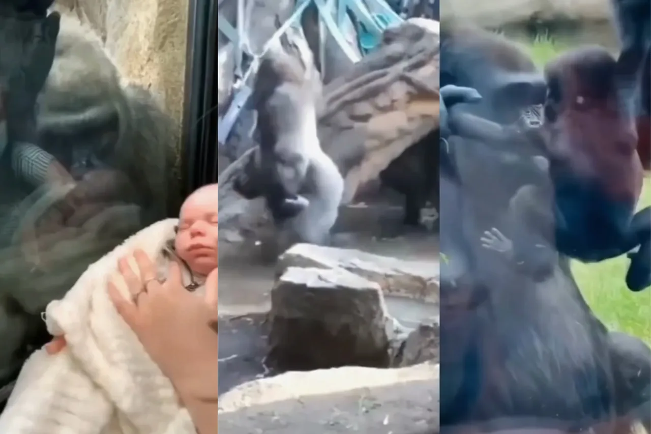 Animal viral video