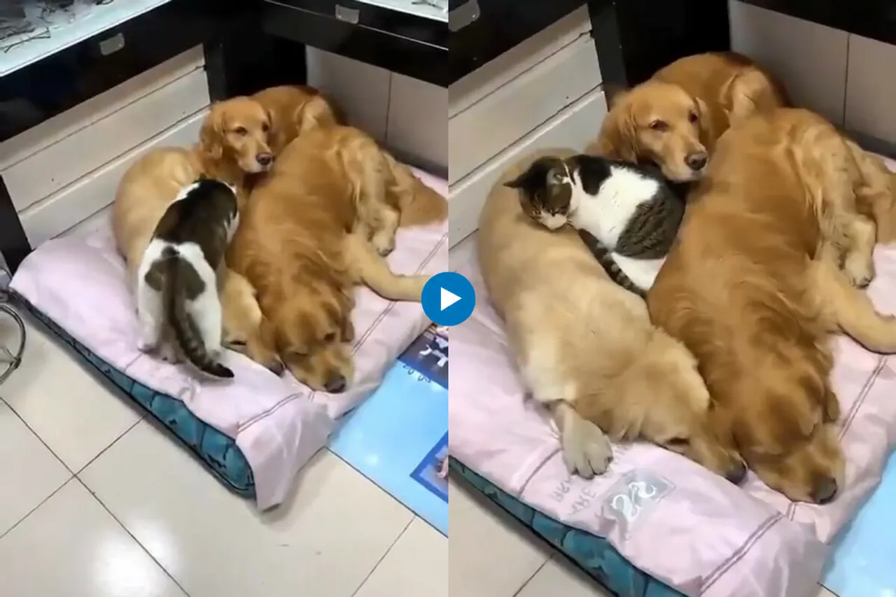 Viral video