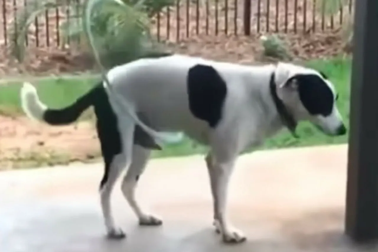 Animal viral video