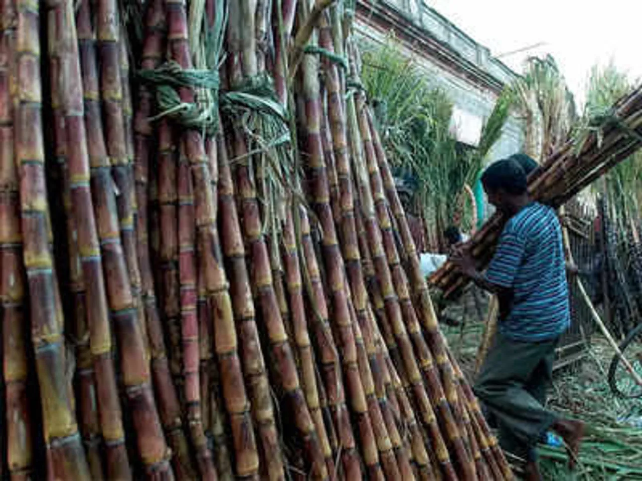 Sugar export
