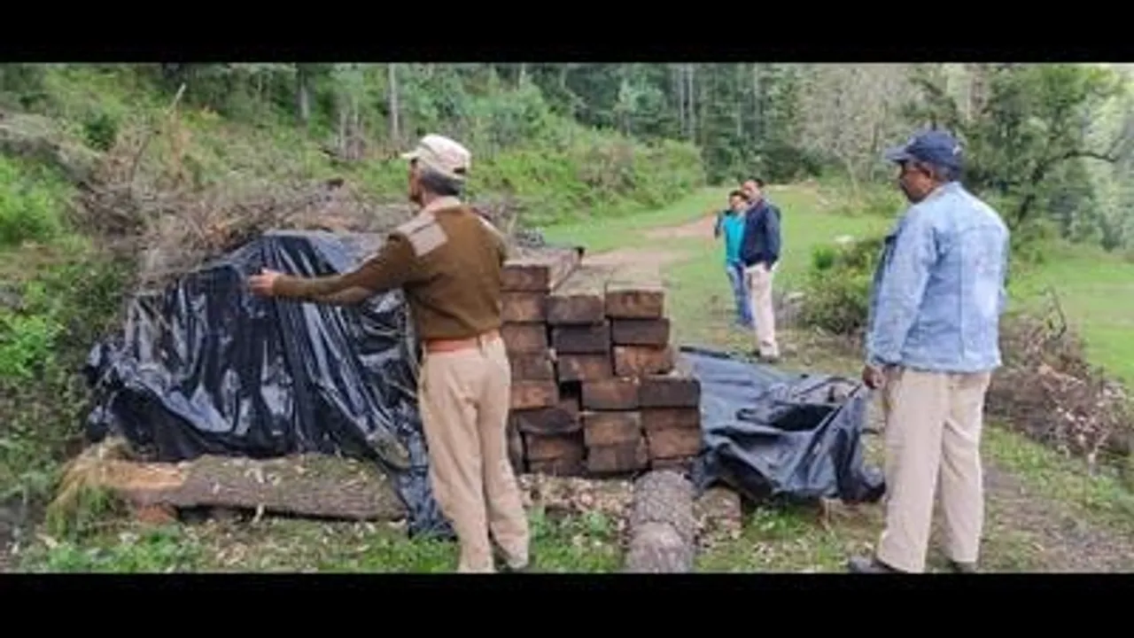 Timber mafia