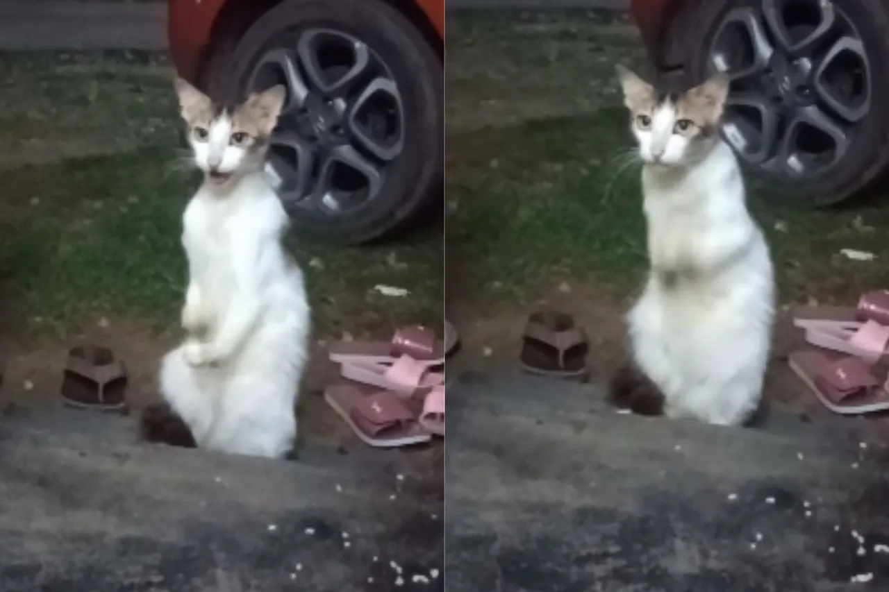 Animal Viral Video