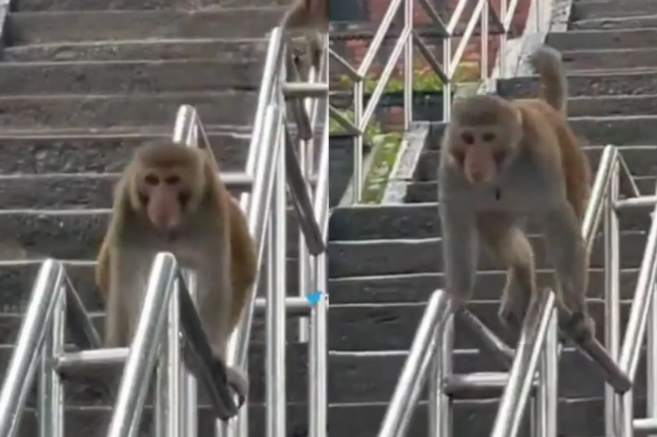 Animal Viral Video