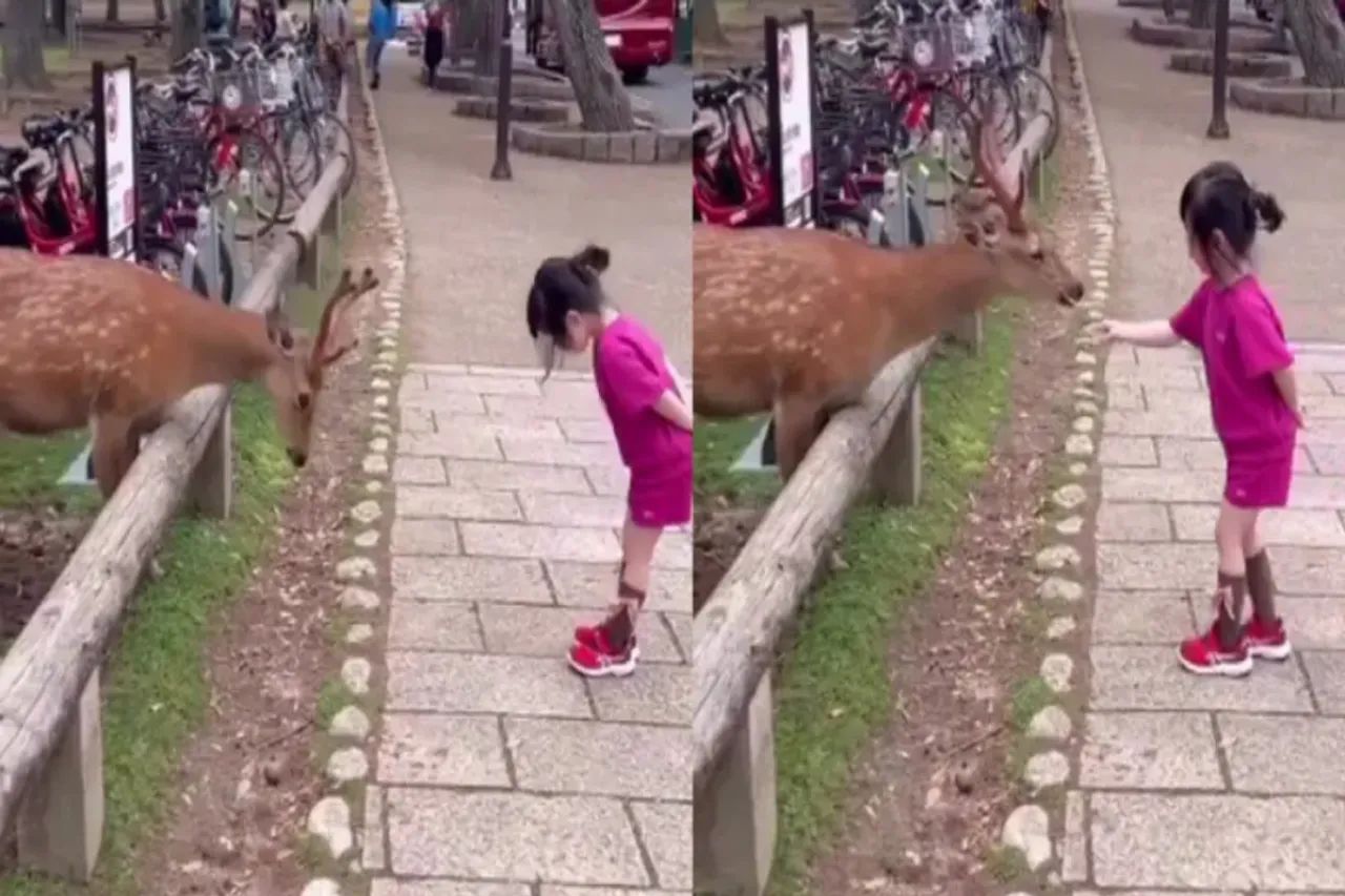 Animal Viral Video