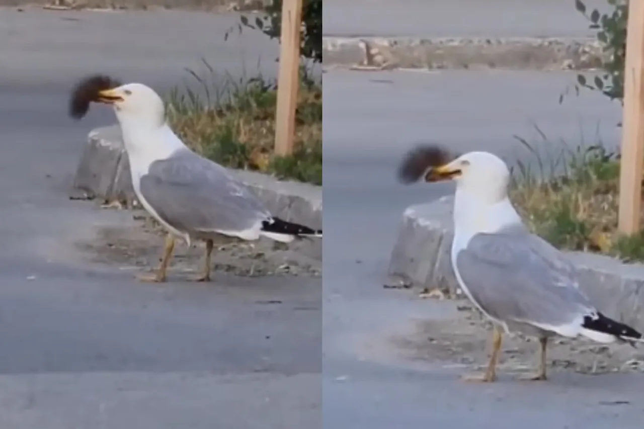 Animal Viral Video