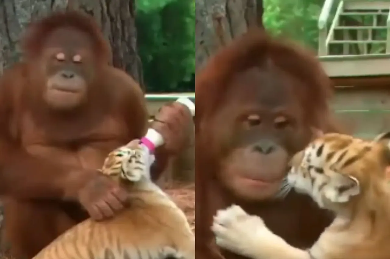 Animal Viral Video