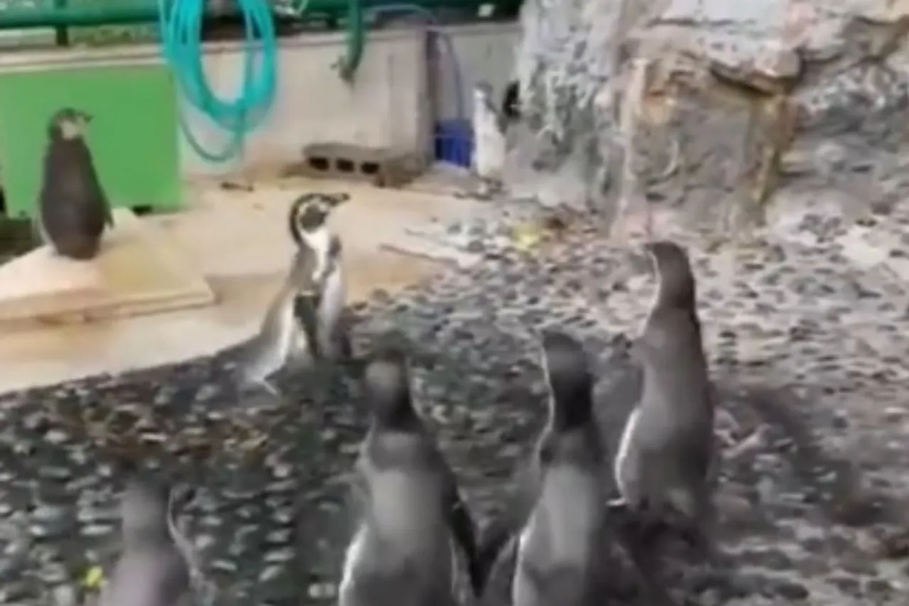 Animal Viral Video