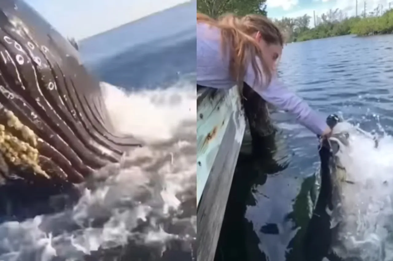 Animal viral video