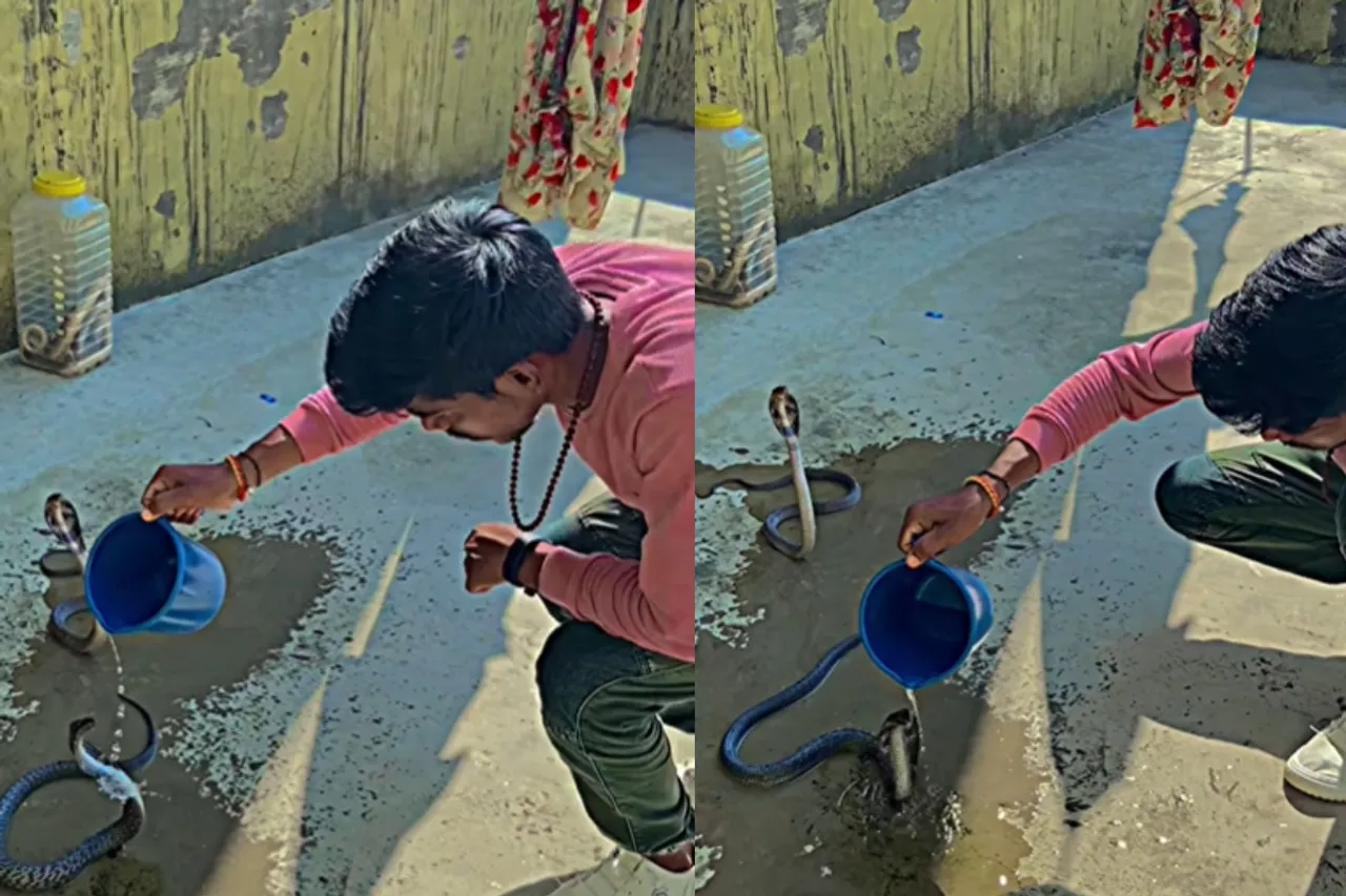 Animal viral video