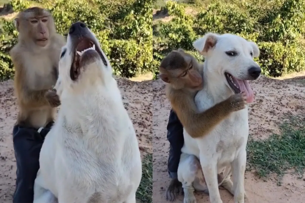 Animal viral video